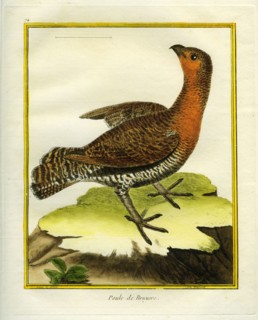 Capercaillie