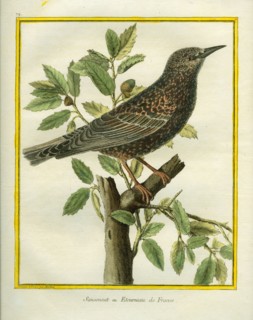 French Starling