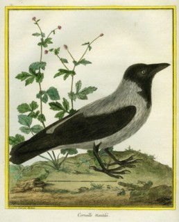 Corneille mantelée