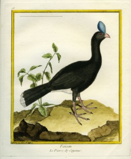 Faisan Le Pierre de Cayenne
