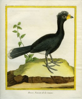 Yellow-knobbed Curassow