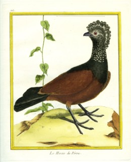 The Black Curassow