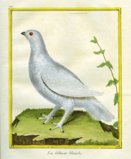 La Gélinotte blanche