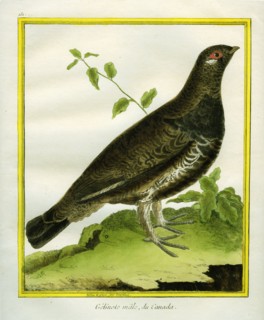 Male Ruffed Grouse
