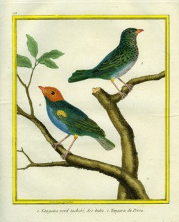 Tangara vert tacheté des Indes et tangara du Pérou