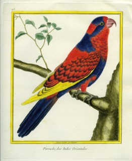 Perruche des Indes Orientales