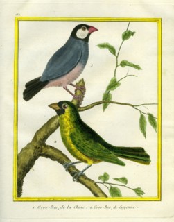 Yellow-billed Grosbeak and Yellow-green Grosbeak