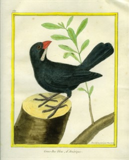 Blue Grosbeak