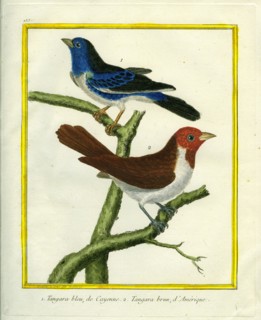 Blue-grey Tanager and Brown Tanager
