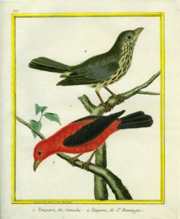 Tangara du Canada et Tangara de Saint-Domingue
