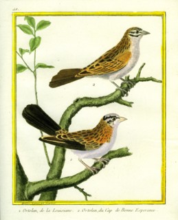 Ortolan de la Louisiane et Ortolan du Cap de Bonne-Espérance
