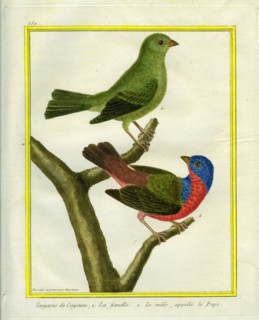 Guyana Tanagers