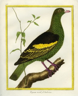 Pigeon vert d'Amboine