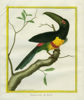 Green-billed Toucan
