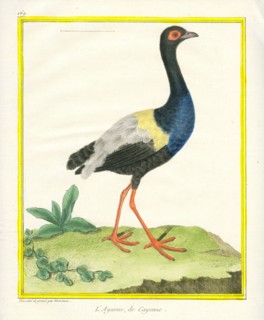 Grey-winged Trumpeter