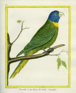 Perruche à tête bleue des Indes Orientales