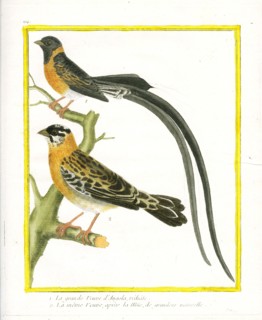 Yellow-mantled Widowbird before and after molting