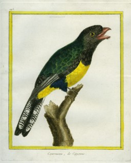 Green-backed Trogon