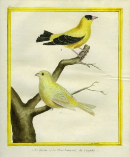 Atlantic Canary and American Goldfinch