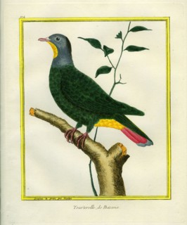 Black-naped Fruit-Dove