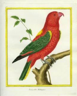 Red lory