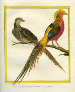 Golden Pheasant