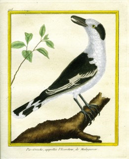 Pie-grièche appelée "l'écorcheur" de Madagascar