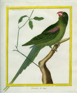 Perruche de Gingi