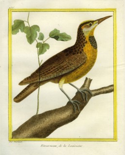 Common Starling