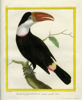 White-throated Toucan, also known as Tocan