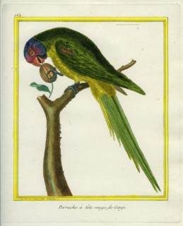 Red-crowned Parrot