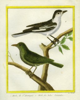 Merle de Saint-Domingue et Merle des Indes Orientales