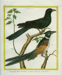 Coucou des Indes Orientales et Coucou huppé de Coromandel