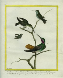 Les Oiseaux-Mouches