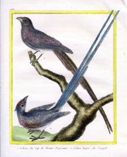 Coliou du Cap de Bonne-Espérance et Coliou huppé du Sénégal