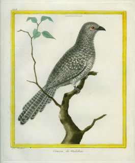 Black-headed Cuckoo-shrike