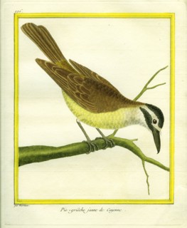 Pie-grièche jaune de Cayenne