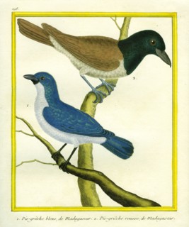 Blue Vanga and Rufous Vanga