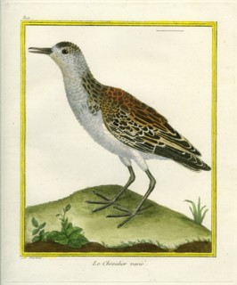 Le Chevalier varié