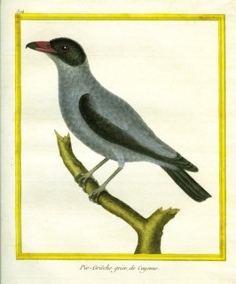 Grey Shrike-thrush