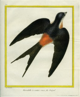 Hirondelle à ventre roux du Sénégal