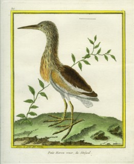Petit Héron roux du Sénégal