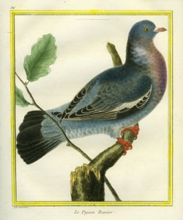 Le Pigeon Ramier