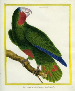 Perroquet à front blanc du Sénégal