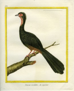 Faisan verdâtre de Cayenne