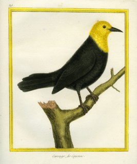 Yellow-headed Blackbird