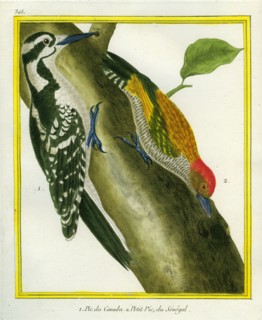 Striped Woodpecker and Little Green Woodpecker