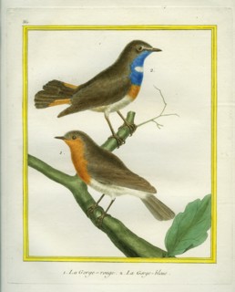 Rouge-Gorge et Gorge-bleue