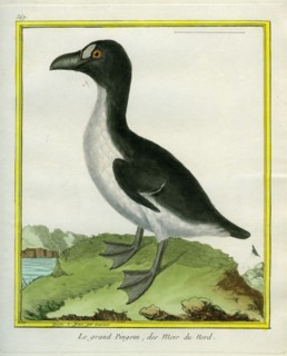 Le grand Pingouin des mers du Nord