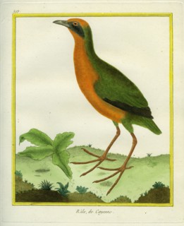 Râle de Cayenne